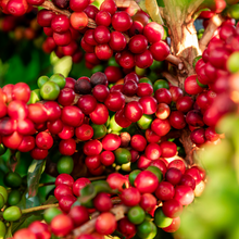Load image into Gallery viewer, Tanzanian Peaberry