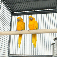 Load image into Gallery viewer, DecorBites™ Large 61" Bird Cage - Non-Toxic Steel, Easy Assembly