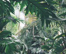 Load image into Gallery viewer, Rainforest Espresso