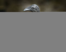 Load image into Gallery viewer, Raven Hilt Knife - 5.5&quot; Blade (13 cm)
