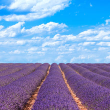 Load image into Gallery viewer, Lavender Flowers &quot;Super Blue” (Whole)
