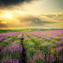 Load image into Gallery viewer, Lavender Flowers &quot;Super Blue” (Whole)

