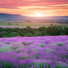 Load image into Gallery viewer, Lavender Flowers &quot;Super Blue” (Whole)
