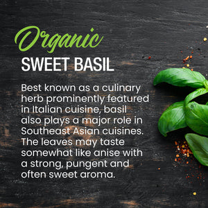 Organic Sweet Basil