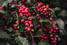 Load image into Gallery viewer, Finca Terrerito- Finca La Unica (Natural)
