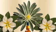 Load image into Gallery viewer, Ecstatic ✦ Kanna + Damiana Blend
