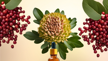 Load image into Gallery viewer, Long Rhode ✦ Rhodiola + Schisandra Adaptogen Blend
