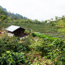 Load image into Gallery viewer, Sumatra Mandheling
