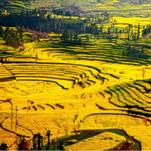 Load image into Gallery viewer, Ground Yellow Mustard Seeds
