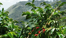 Load image into Gallery viewer, Rwanda Kinini
