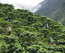 Load image into Gallery viewer, Colombian Supremo
