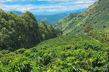 Load image into Gallery viewer, Congo Kivu

