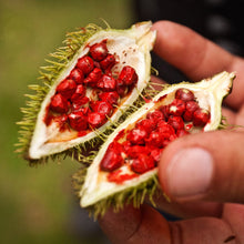 Load image into Gallery viewer, Annatto Seeds (Ground)

