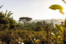 Load image into Gallery viewer, Ethiopia Limmu
