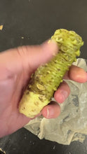 Load image into Gallery viewer, Fresh Japanese Wasabi Root + Steel Shark Grater Bundle
