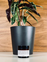 Load image into Gallery viewer, Whipped Moisturizing Cream - Woodsy

