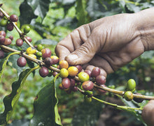 Load image into Gallery viewer, RFA Colombia

